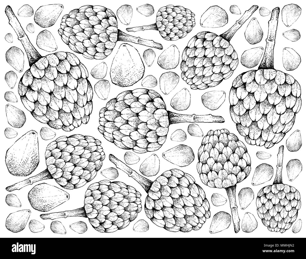 Tropical Fruit, Illustration Wallpaper of Hand Drawn Sketch of Cherimoya, Annona Cherimola and Cempedak or Artocarpus Integer Fruits Isolated on White Stock Photo