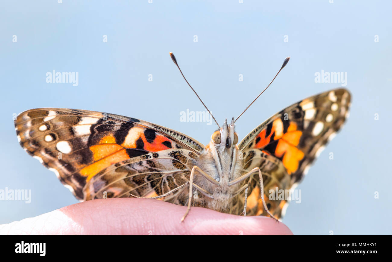 Painted lady butterfly Vanessa cardui sitting on a persons finger with wings open, on a blue background. Stock Photo