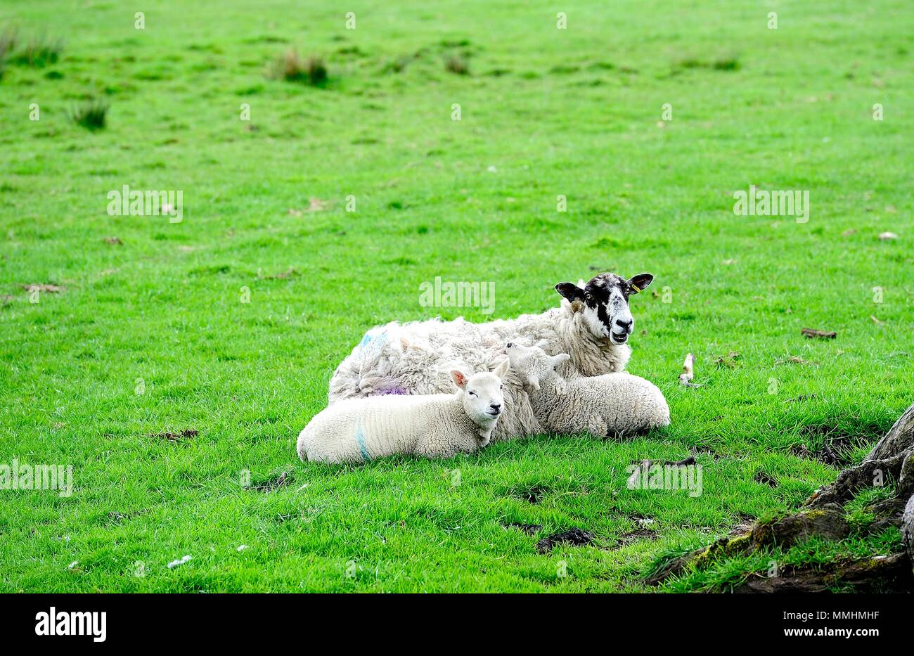 New spring lamb enjoying the sunshine with Mum Stock Photo - Alamy