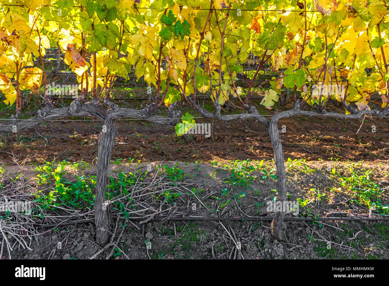 Close up of vines in a famous vineyard at sunset located between Stellenbosch and Cape Town, South Africa. Stock Photo