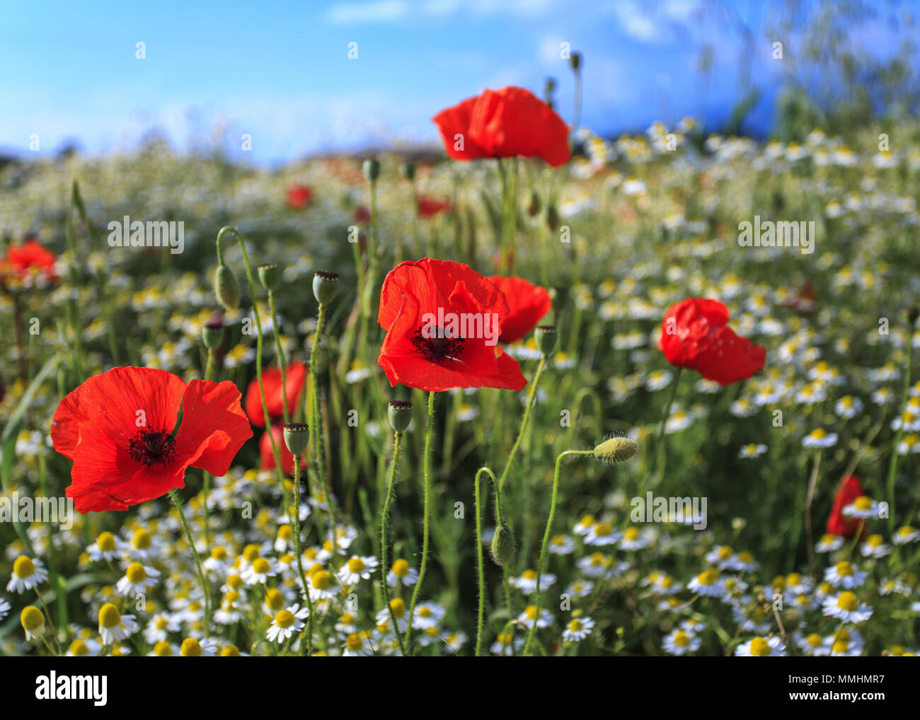 Poppy Flowers Dancing In The Wind Stock Photo Alamy