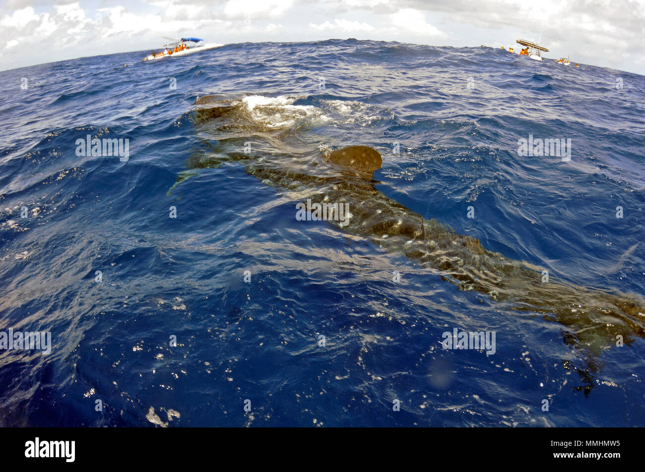 Whale shark, Rhincodon typus, Cancun, Yucatan, Mexico, Caribbean Sea Stock Photo
