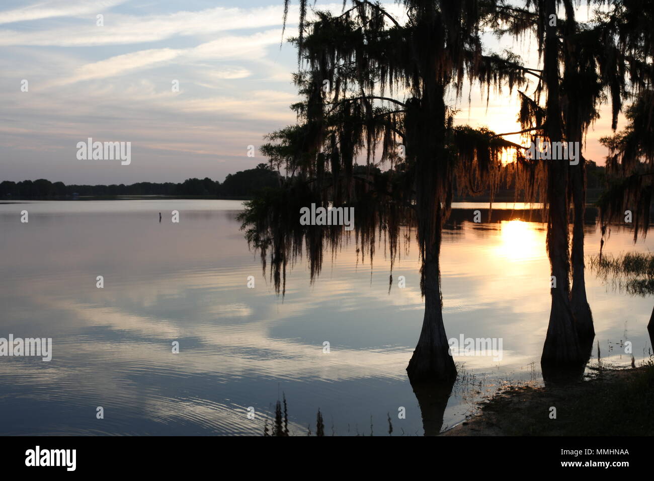 Cypress trees draped with Spanish Moss at sunrise Lake Henderson ...