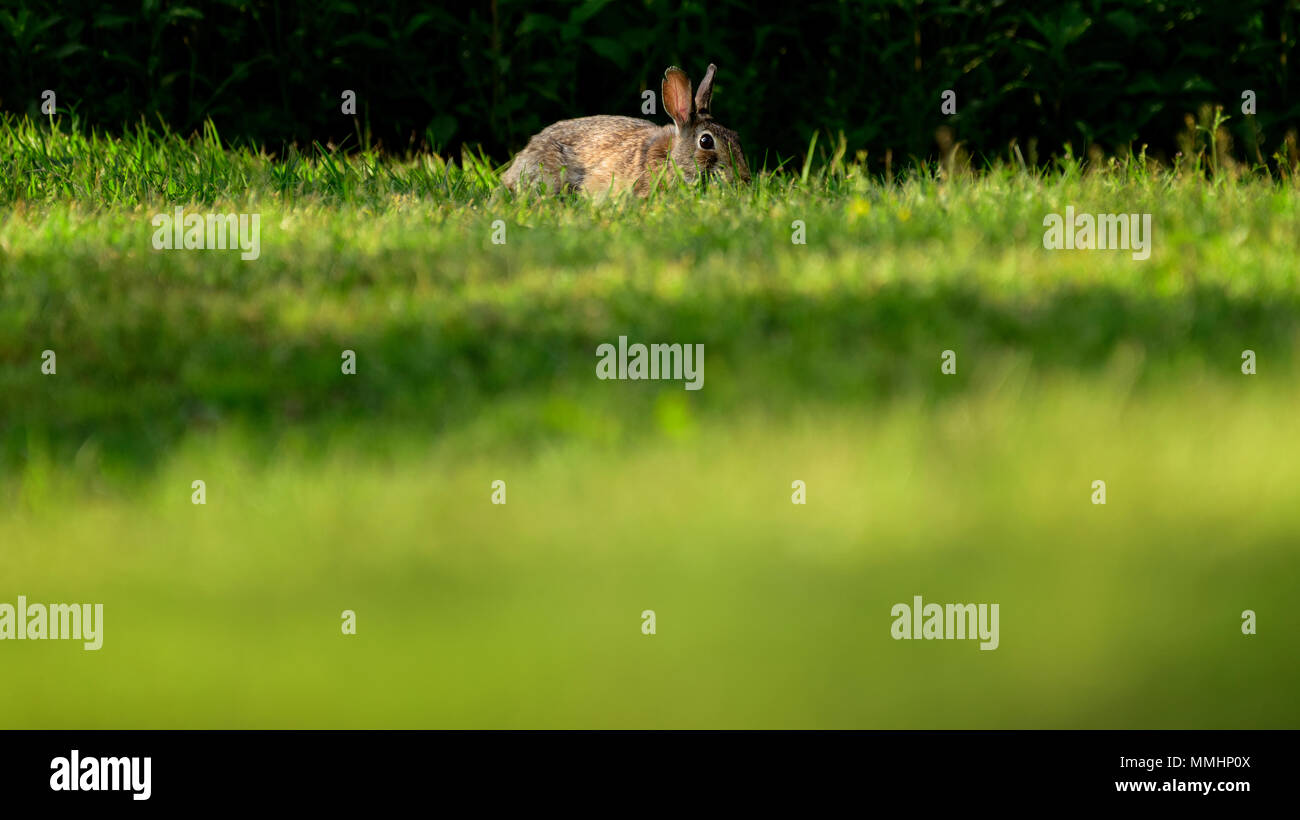 Rabbit hiding in the grass Stock Photo