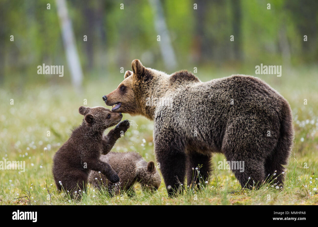 She-bear with a cub in a clearing among the white flowers on the forest ...