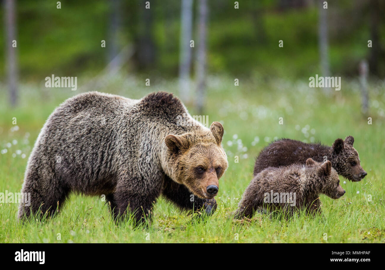 She-bear with a cub in a clearing among the white flowers on the forest ...