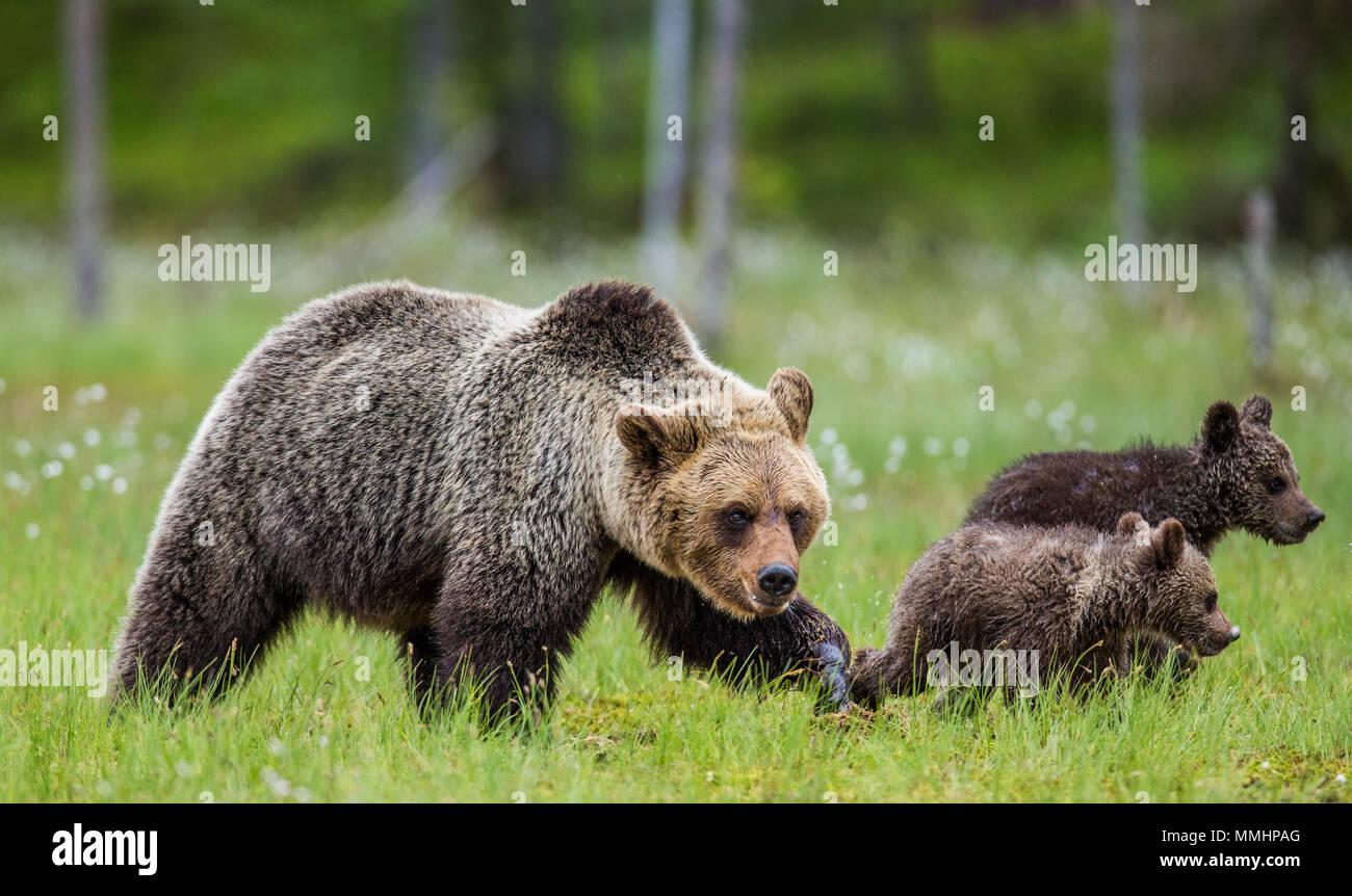 She-bear with a cub in a clearing among the white flowers on the forest ...