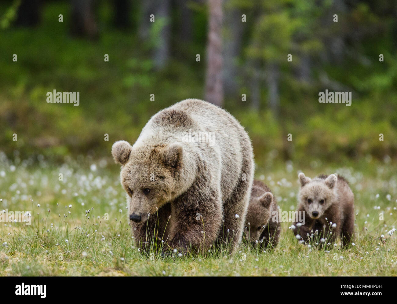 She-bear with a cub in a clearing among the white flowers on the forest ...