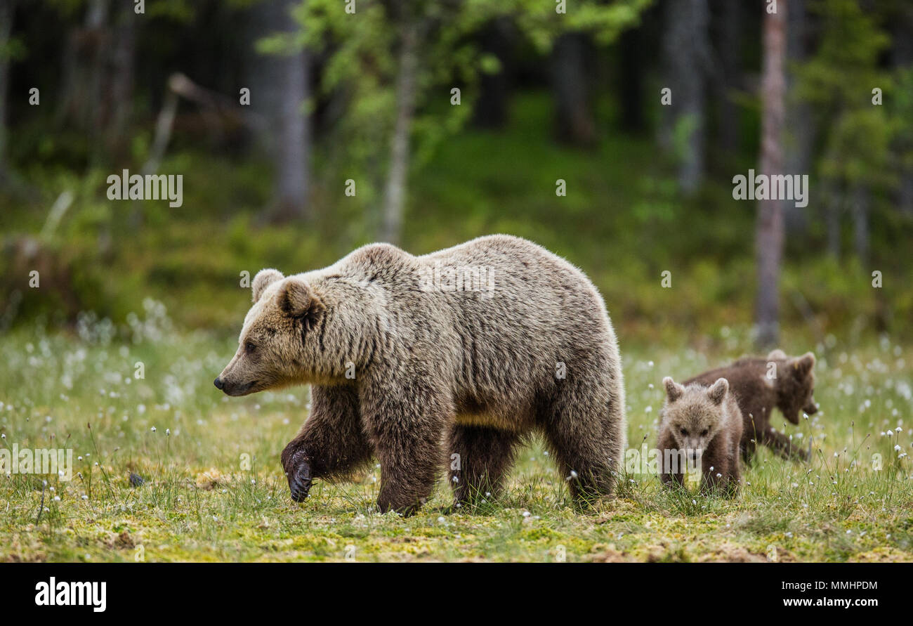 She-bear with a cub in a clearing among the white flowers on the forest ...