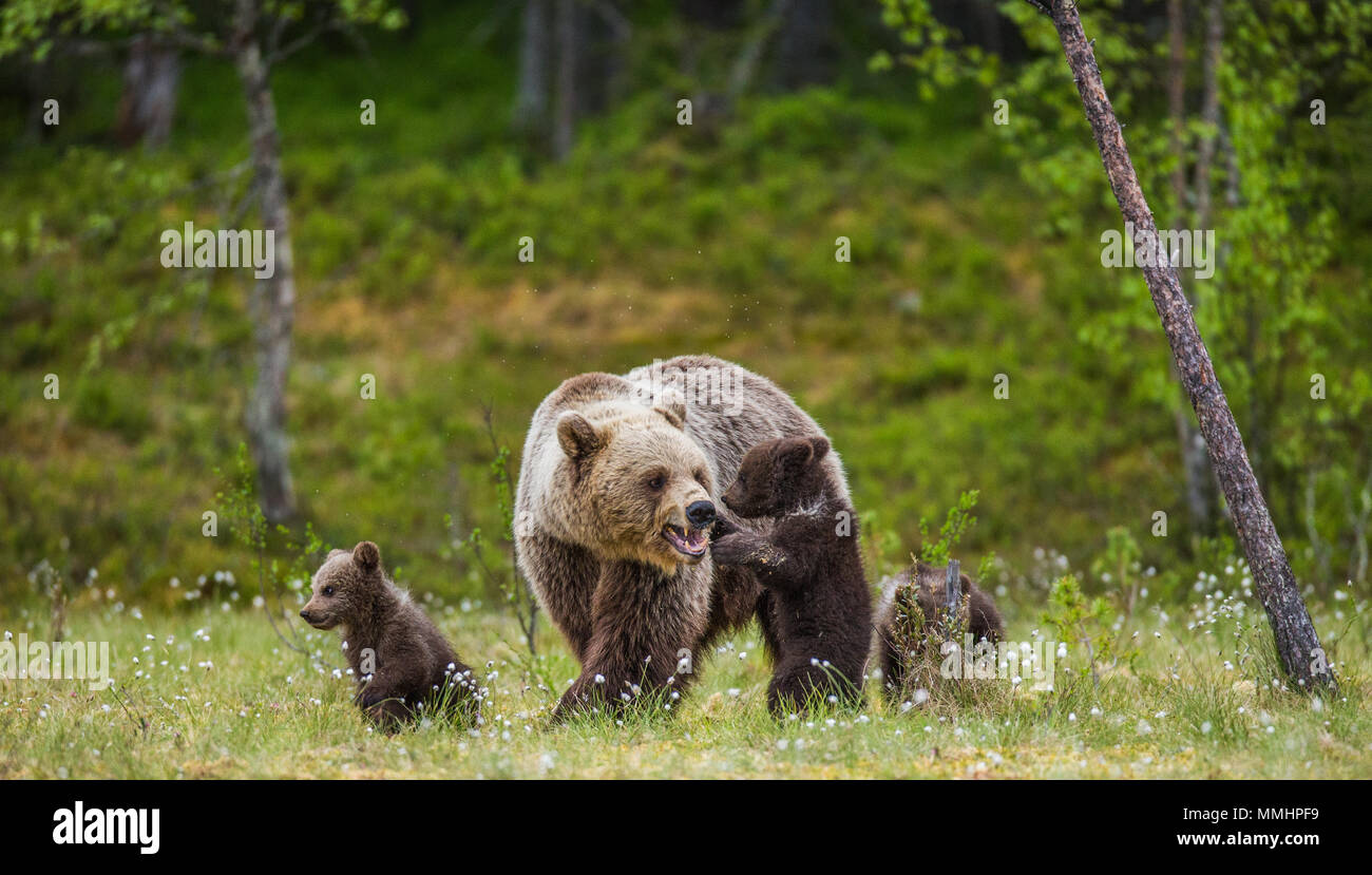 She-bear with a cub in a clearing among the white flowers on the forest ...