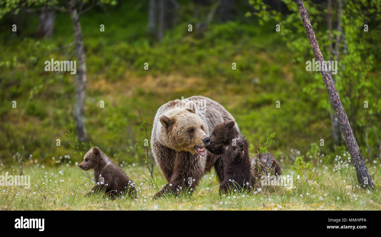 She-bear with a cub in a clearing among the white flowers on the forest ...