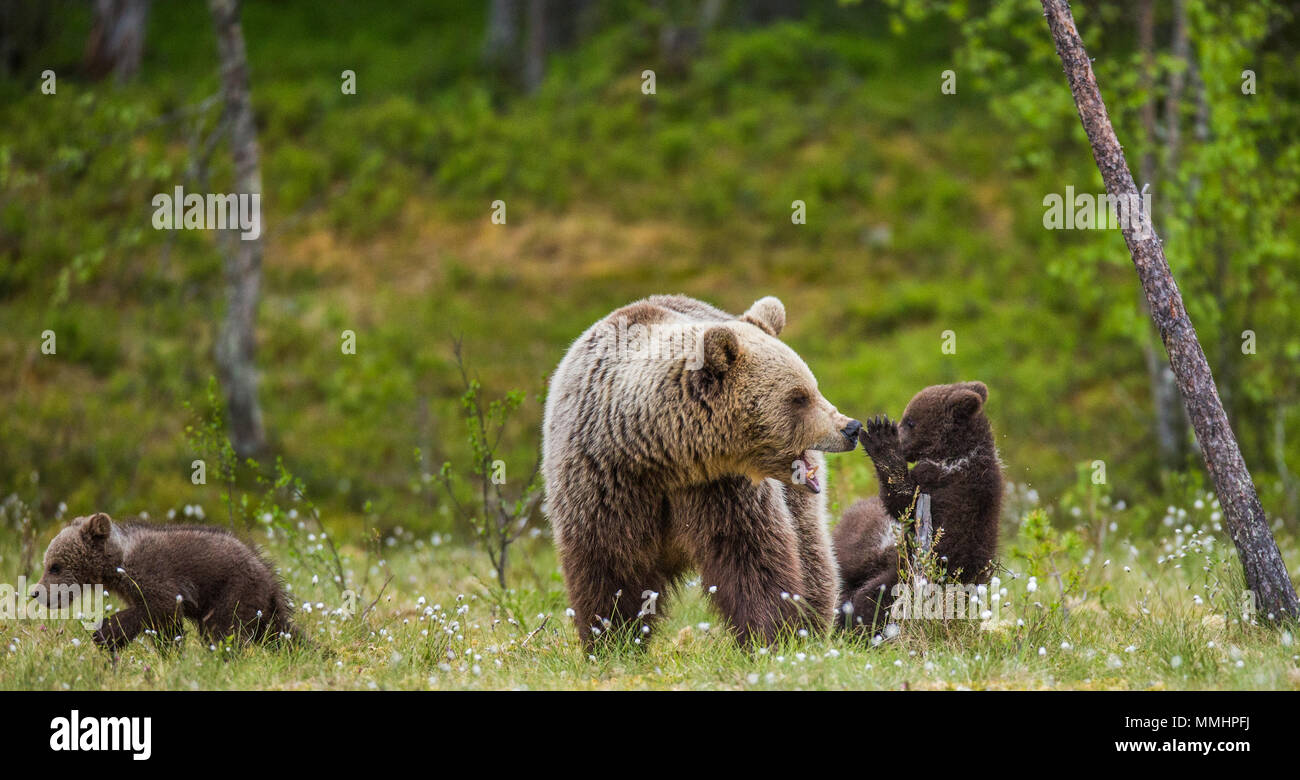 She-bear with a cub in a clearing among the white flowers on the forest ...