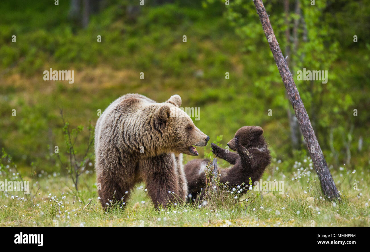 She-bear with a cub in a clearing among the white flowers on the forest ...