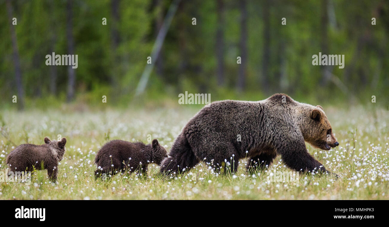 She-bear with a cub in a clearing among the white flowers on the forest ...