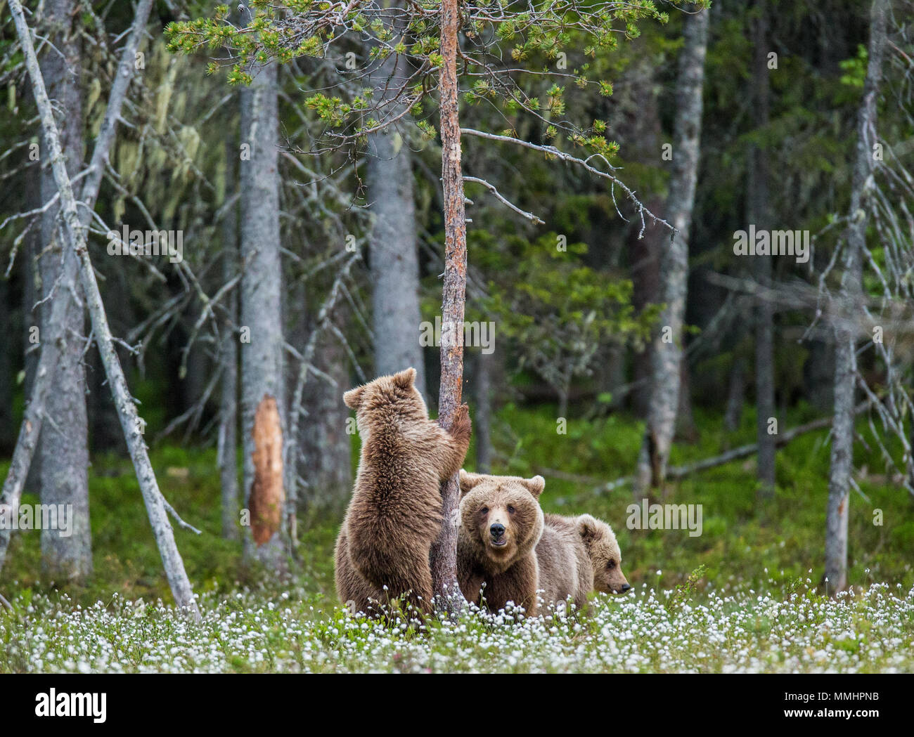 She-bear with a cub in a clearing among the white flowers on the forest ...