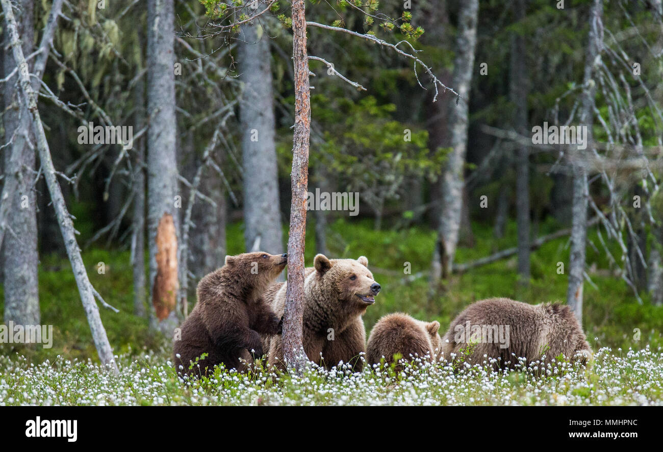 She-bear with a cub in a clearing among the white flowers on the forest ...