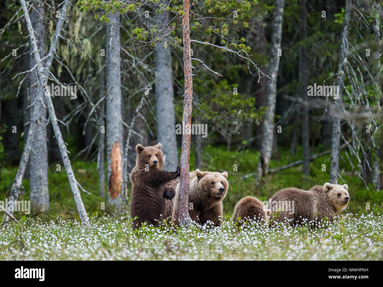 She-bear with a cub in a clearing among the white flowers on the forest ...