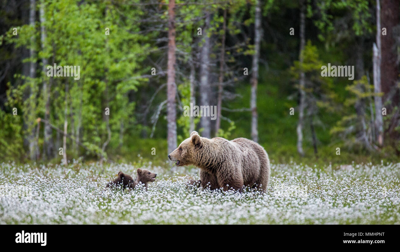 She-bear with a cub in a clearing among the white flowers on the forest ...