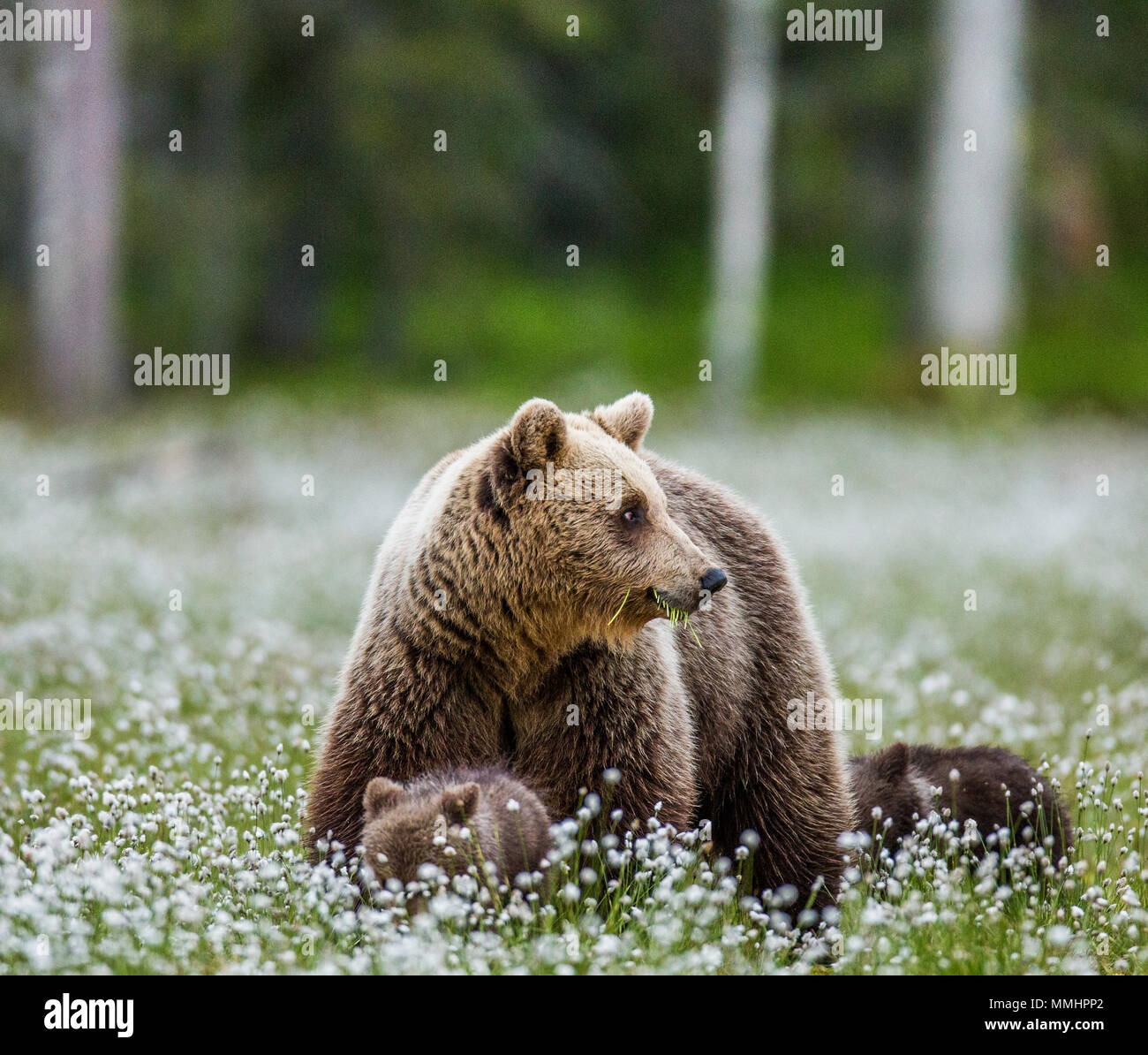 She-bear with a cub in a clearing among the white flowers on the forest ...