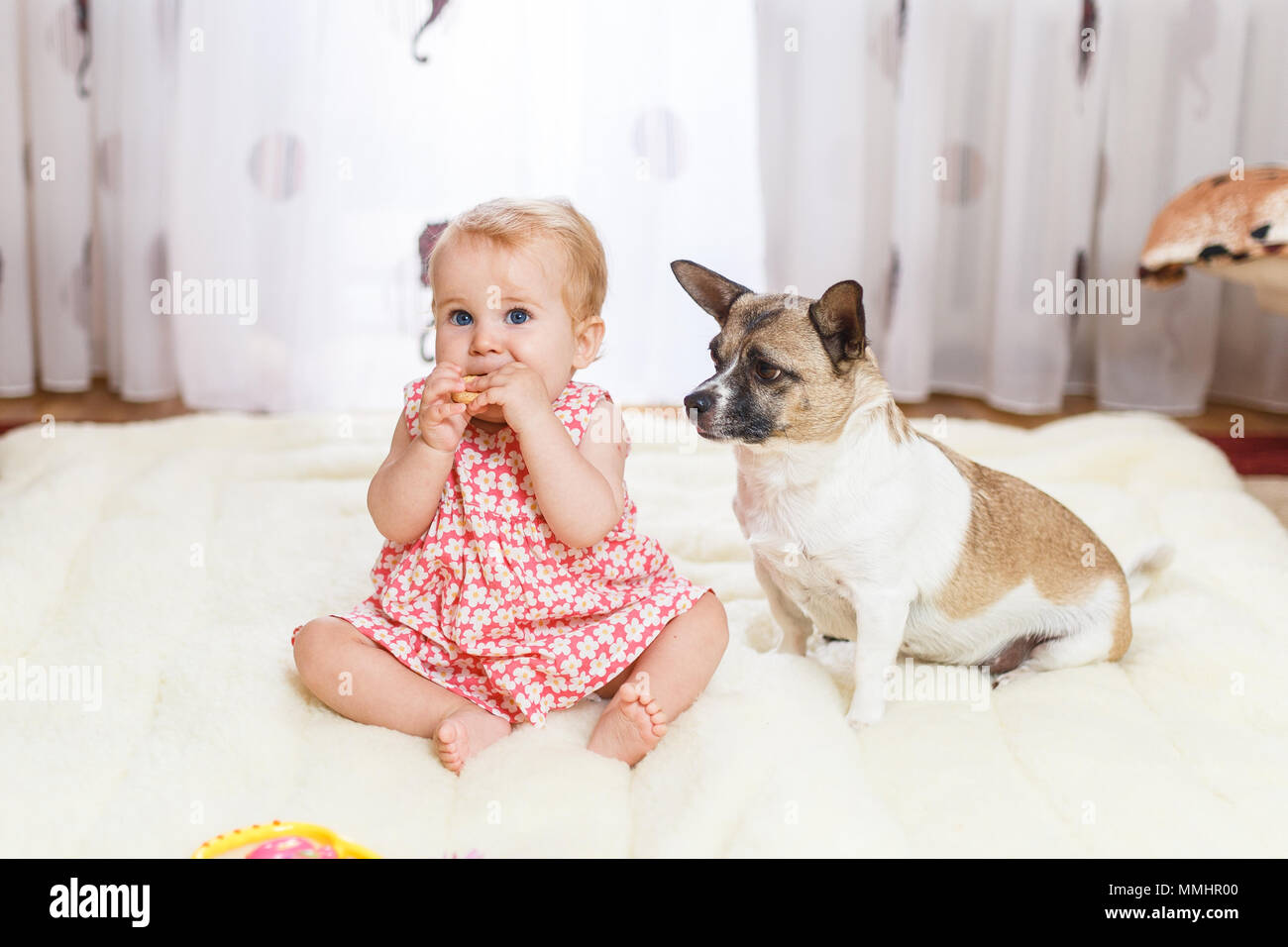 Little funny Caucasian girl the child sits at home on the floor on a light carpet with the best friend of the half-breed dog with spotty color and sho Stock Photo