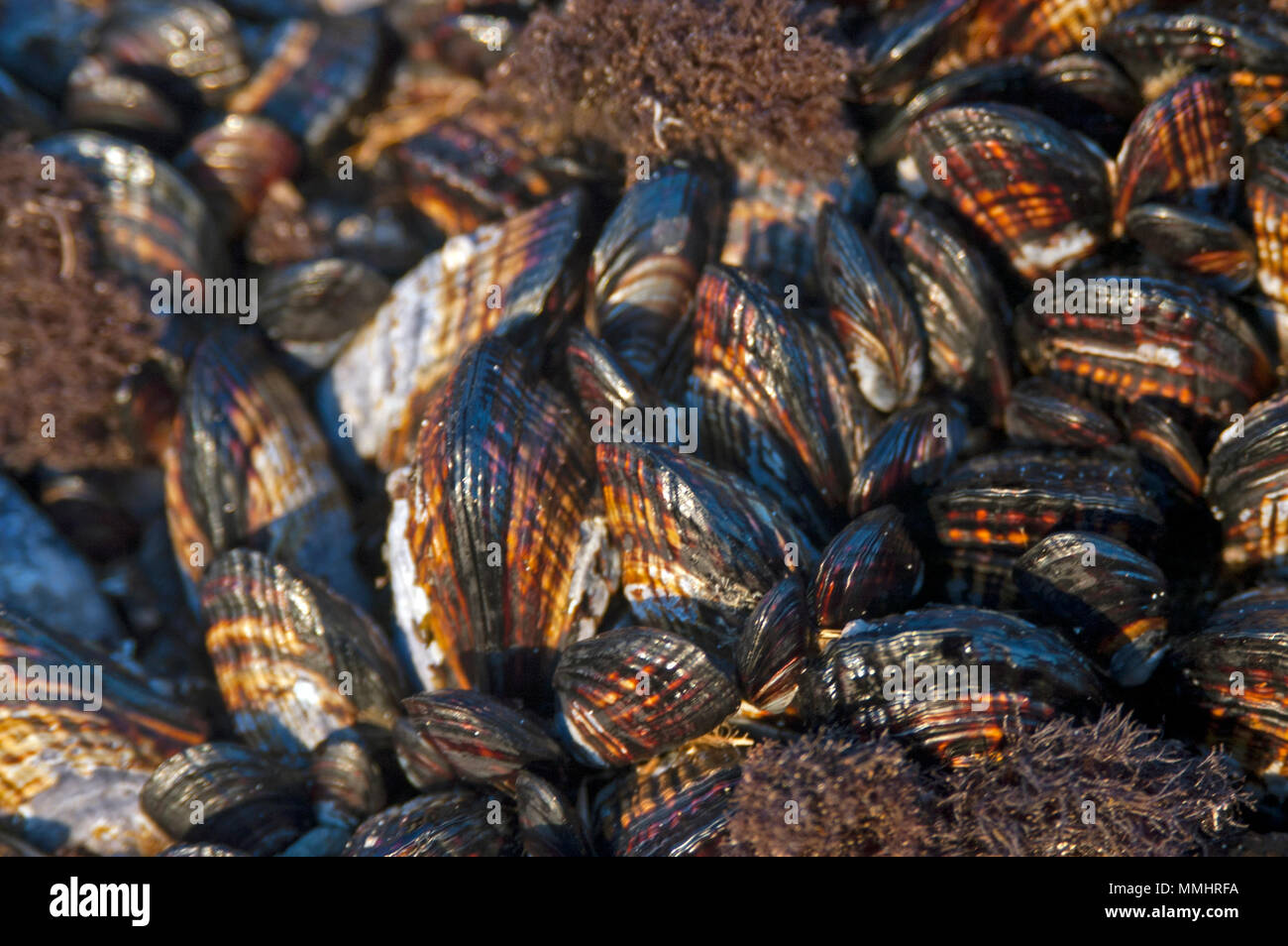 California mussels, Mytilus californianus, encrusted on a rock at Lone Ranch Beach, Oregon, USA Stock Photo
