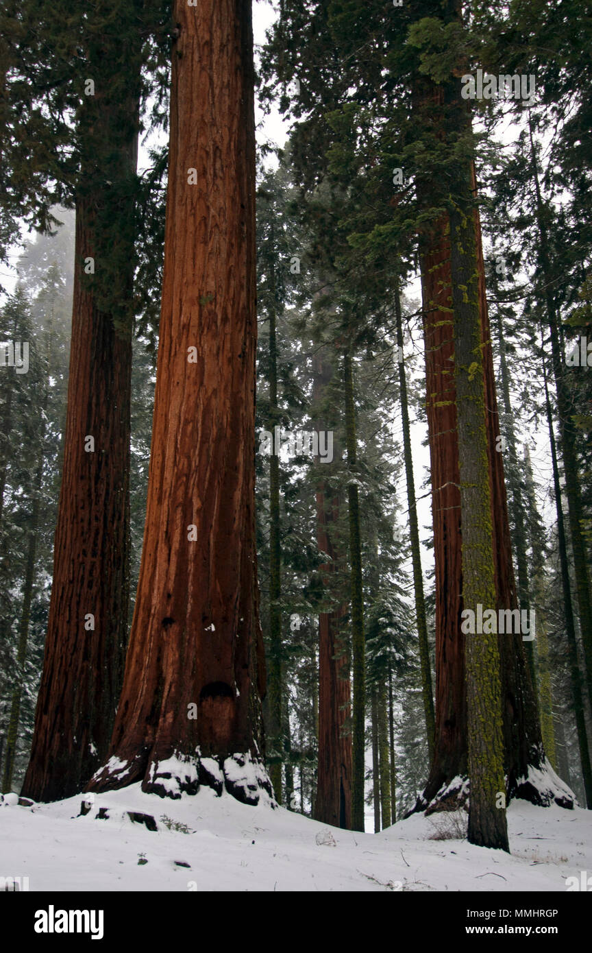 Giant sequoia trees, Sequoiadendron giganteum, during the winter, Sequoia National Park, California, USA Stock Photo