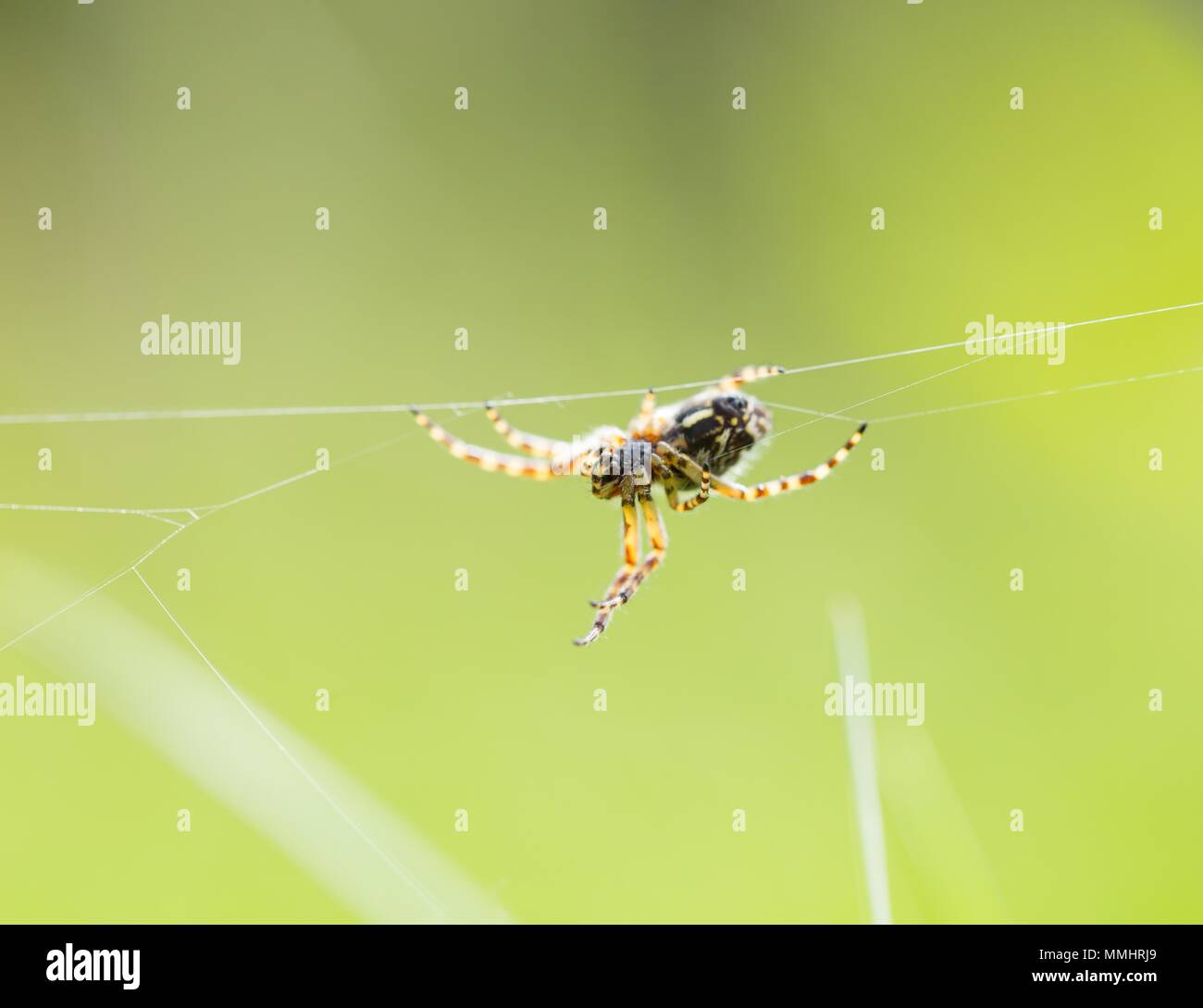 Close up of garden spider sitting on his web. Springtime macro of ...
