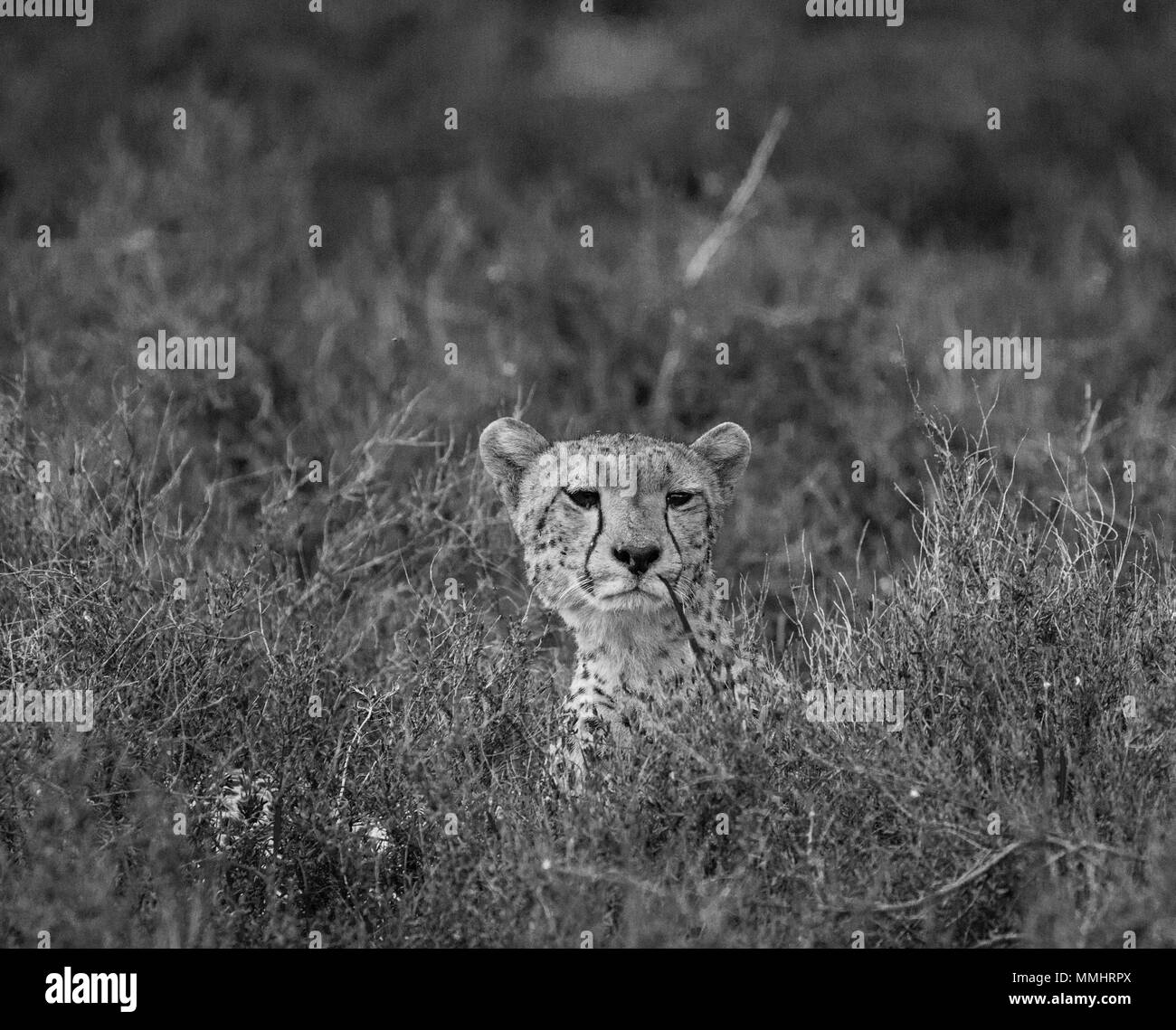 Cheetah lying in savanna. Kenya. Tanzania. Africa. National Park. Serengeti. Maasai Mara. Stock Photo