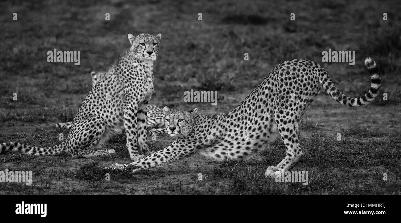 Three adult cheetahs in the Serengeti National Park. Africa. Tanzania. Serengeti National Park. Stock Photo