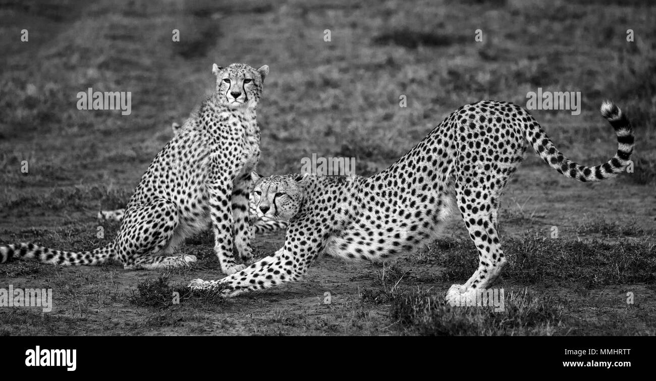 Three adult cheetahs in the Serengeti National Park. Africa. Tanzania. Serengeti National Park. Stock Photo