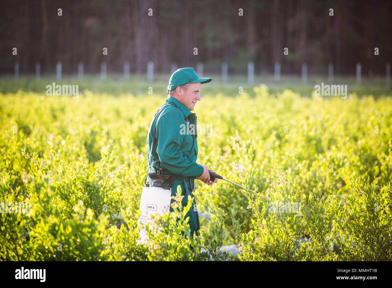 Man spraying pesticide on grass hires stock photography and images Alamy