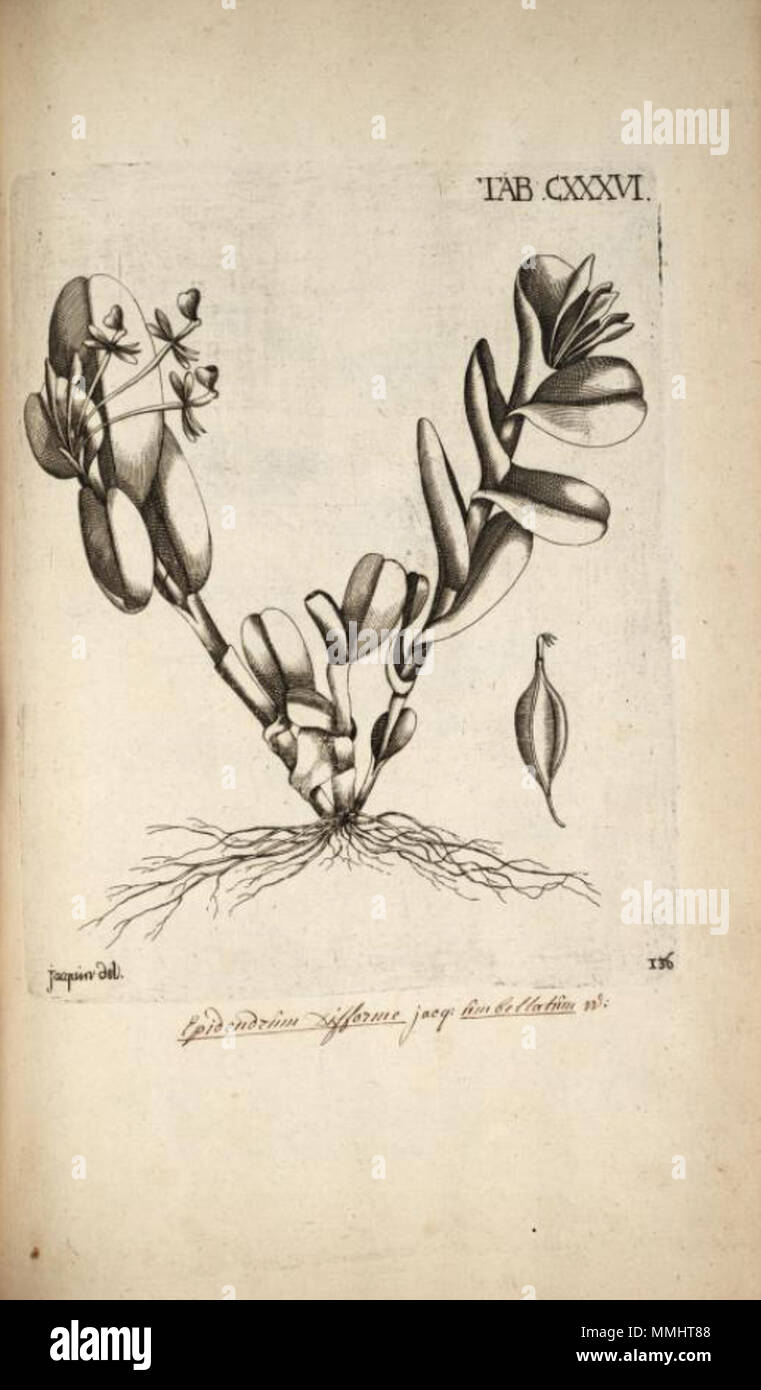 . Illustration of Epidendrum difforme  . 1763. Nikolaus Joseph von Jacquin, engravings by Joseph Wagner Epidendrum difforme - Jacquin - Selectarum vol. 2 tab. 136 Stock Photo