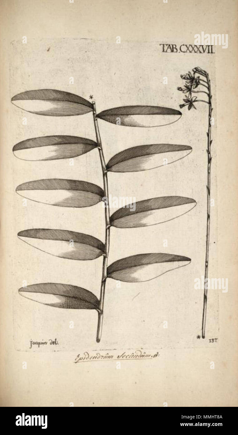 . Illustration of Epidendrum secundum  . 1763. Nikolaus Joseph von Jacquin, engravings by Joseph Wagner Epidendrum secundum - Jacquin - Selectarum vol. 2 tab. 137 Stock Photo