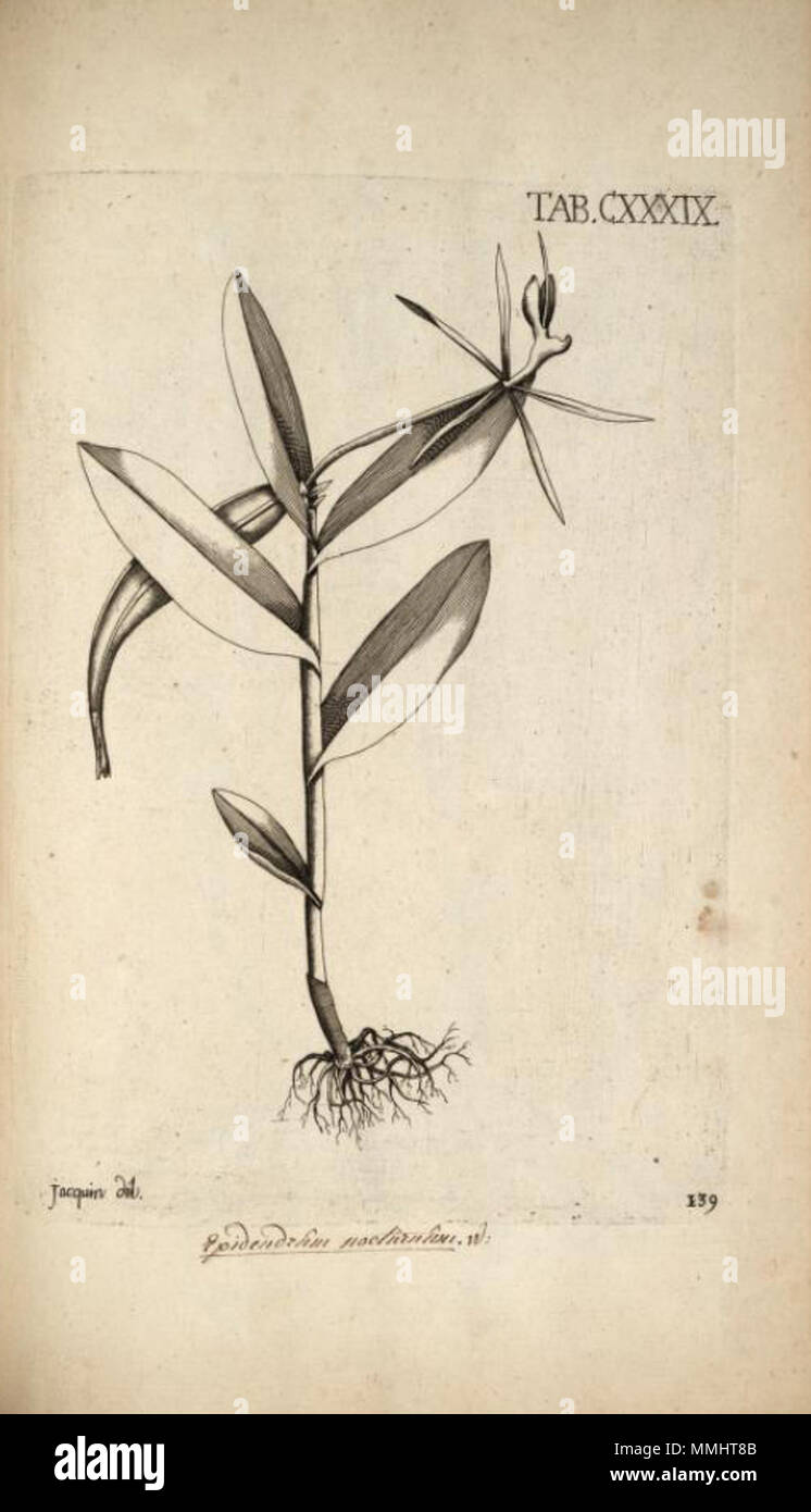 . Illustration of Epidendrum nocturnum  . 1763. Nikolaus Joseph von Jacquin, engravings by Joseph Wagner Epidendrum nocturnum - Jacquin - Selectarum vol. 2 tab. 139 Stock Photo