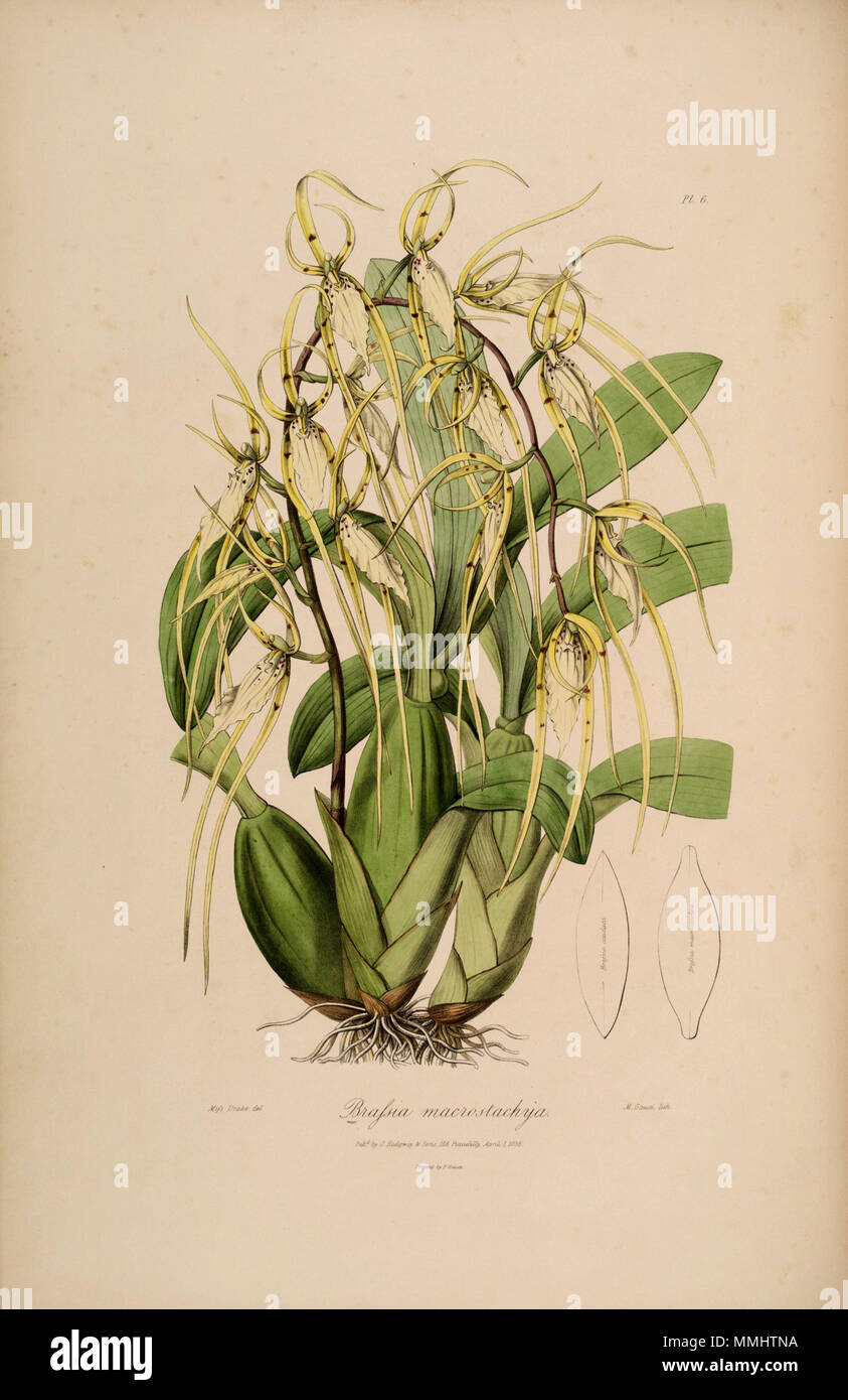 . Illustration of Brassia lanceana ( as syn Brassia macrostachya) (very long sepals and petals, see discussion)  . 1838. Miss Drake (del.), M. Gauci (lith.) 96 Brassia macrostachya (= lanceana) - Sertum - Lindley pl. 6 (1838) Stock Photo