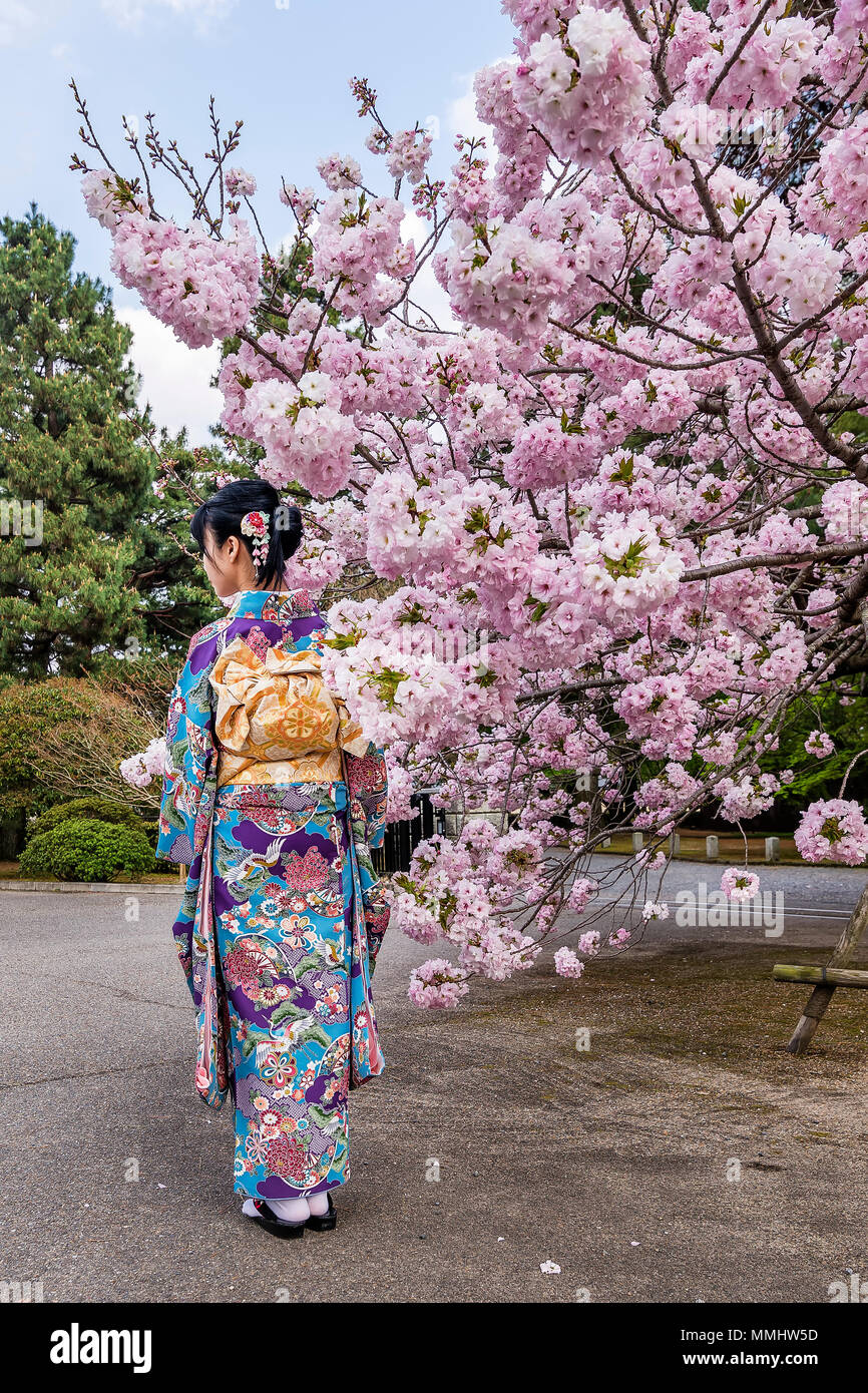 Girl with kimono near a cherry tree in bloom in spring season, Japan Stock Photo