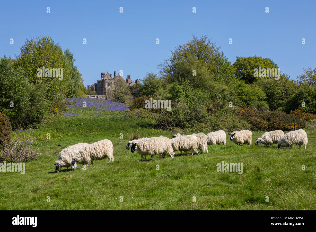 A herd of sheep on the fields at Battle Abbey in East Sussex, UK. The fields at the Abbey were the location of the Battle of Hastings in 1066. Stock Photo