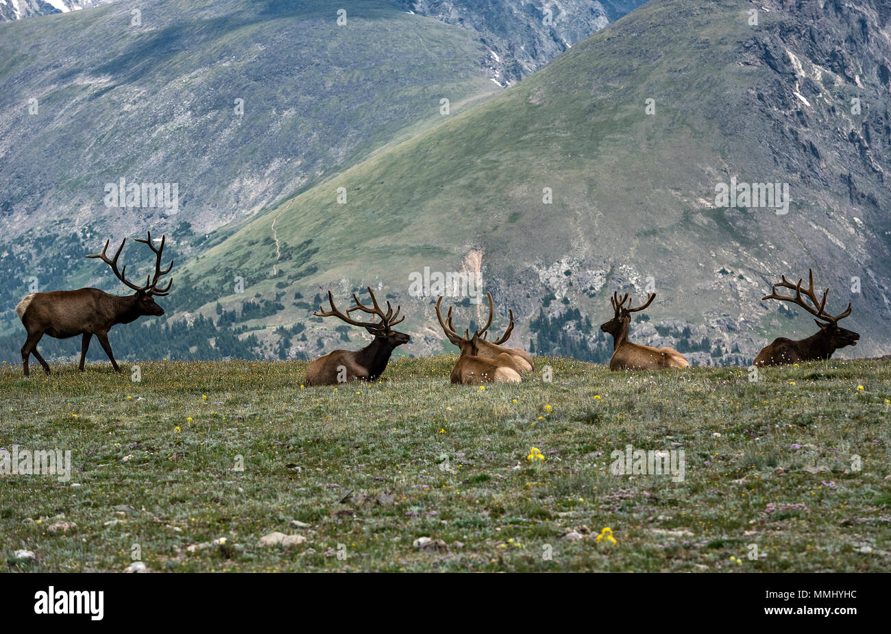 Herd of elk resting on mountain top, Rock Mountain National Park, Colorado, USA. Stock Photo