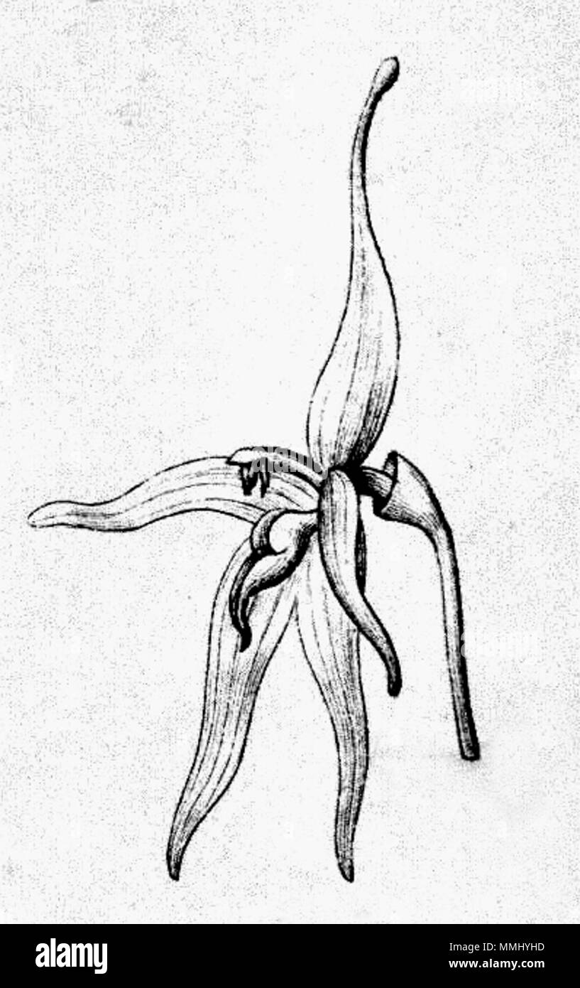 . Illustration of: Barbosella gardneri (as syn. Restrepia gardneri), flower  . 1898. Carl Friedrich Philipp von Martius (1794-1868), August Wilhelm Eichler (1839-1887), Ignaz Urban (1848-1931) 72 Barbosella gardneri (as Restrepia gardneri) - Fl.Br.3-4-121 fig. IV-1 Stock Photo