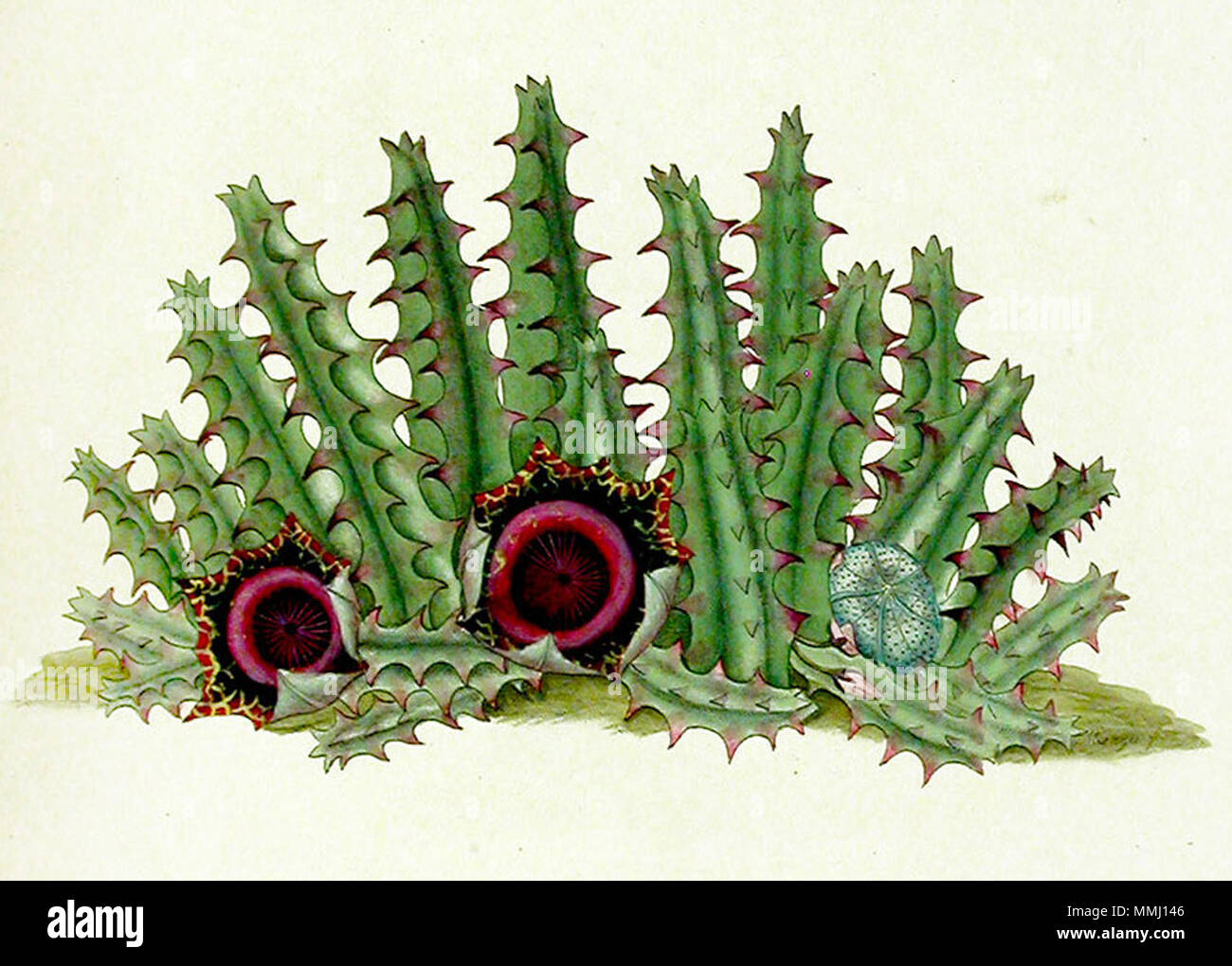 Huernia reticulata hi-res stock photography and images - Alamy