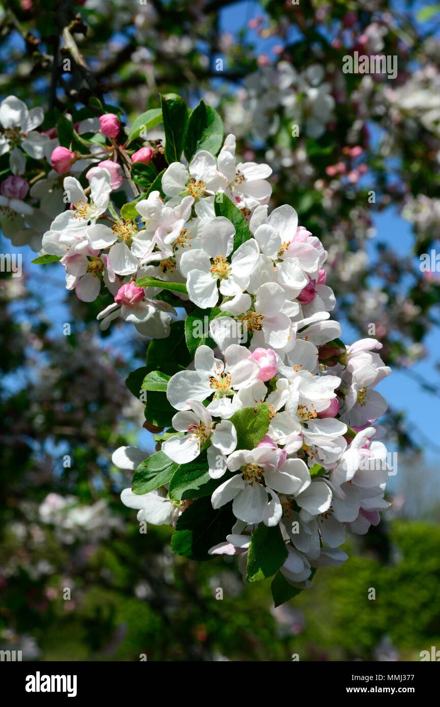 Flowers of malus x robusta Red Sentinal tree Crab Apple blossom Stock Photo