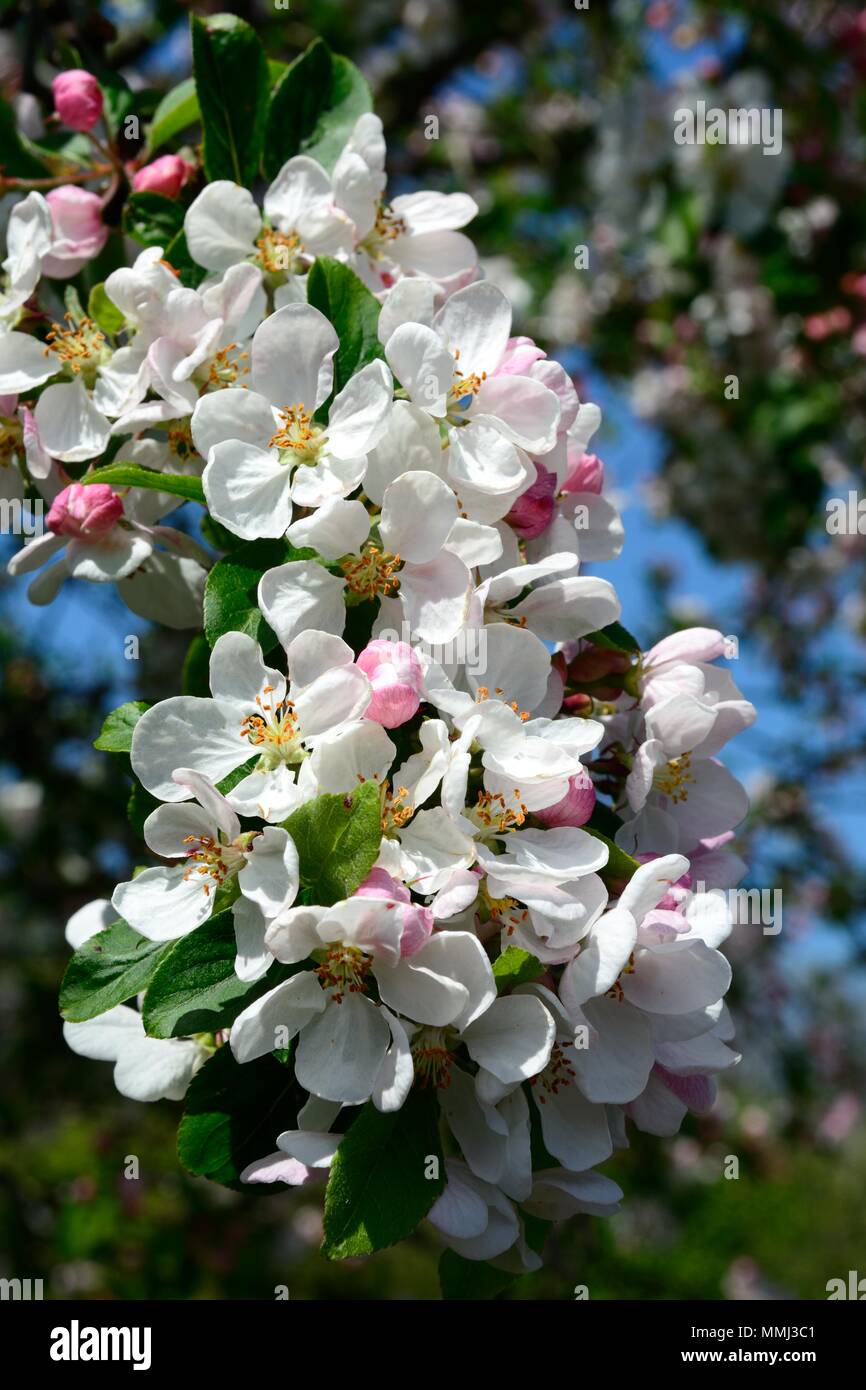 Flowers of malus x robusta Red Sentinal tree Crab Apple blossom Stock Photo