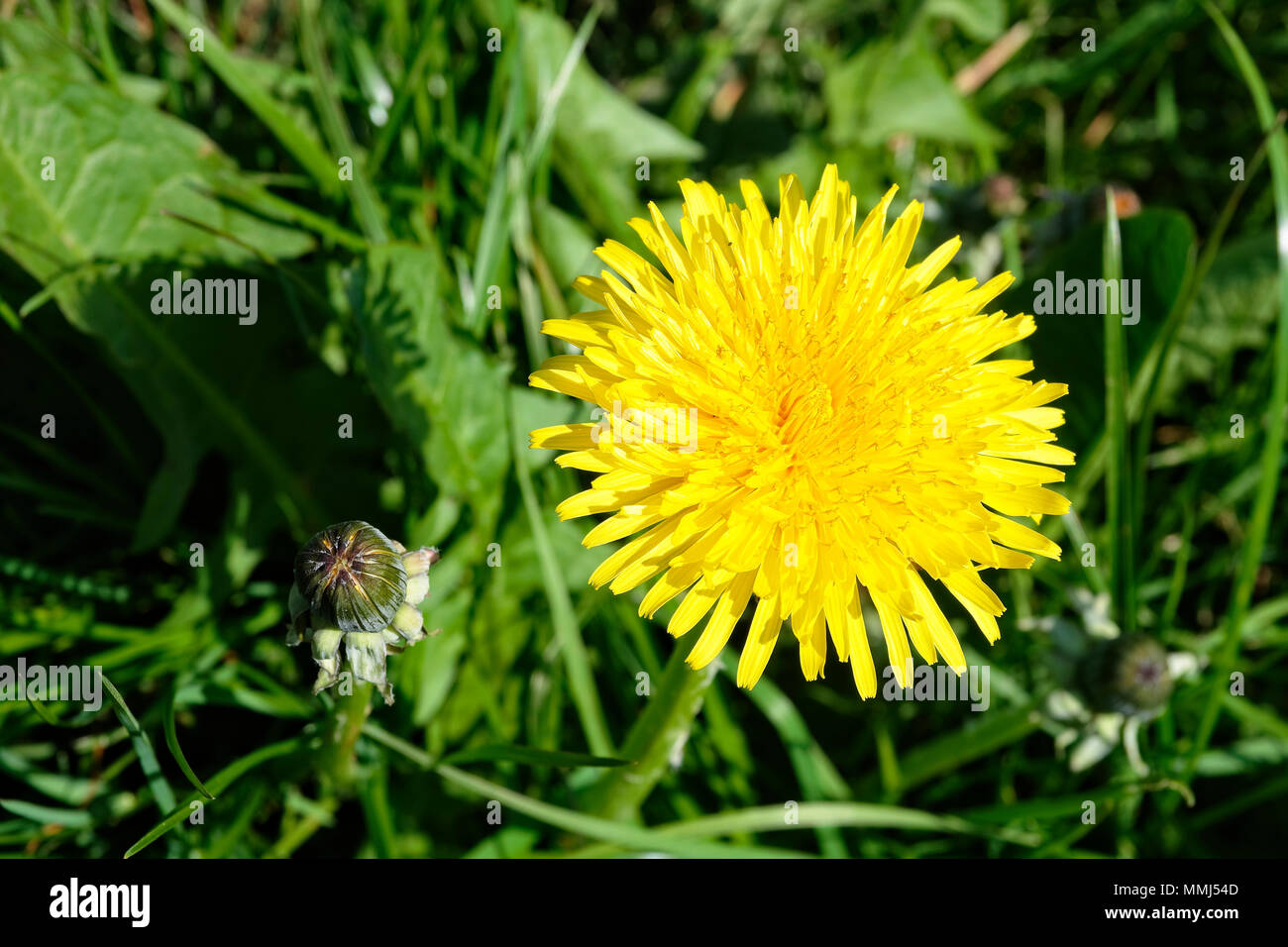 Dandelion is growing hi-res stock photography and images - Alamy