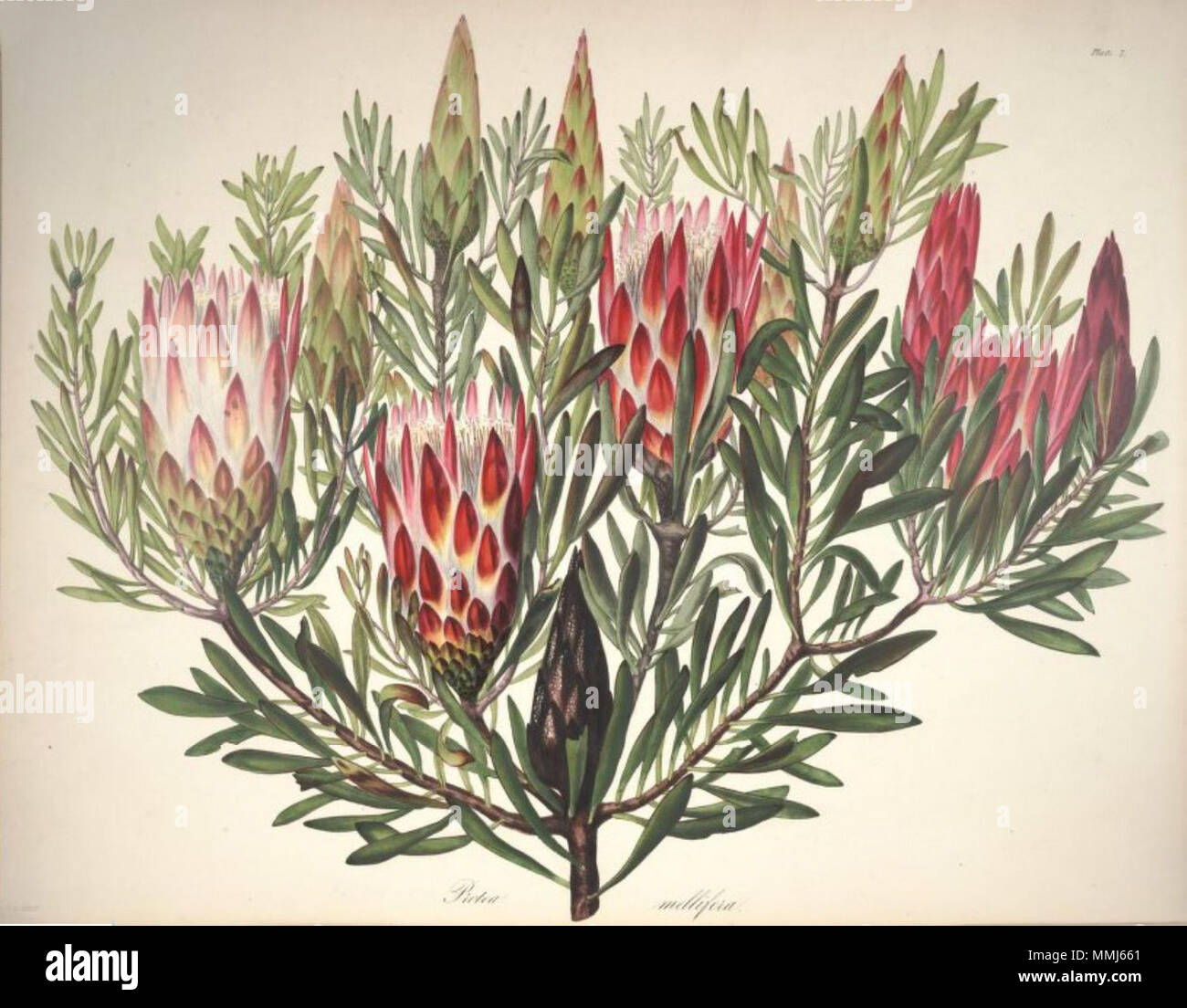 . English: Protea mellifera Thunb. is a synonym of Protea repens L.  . between 1843 and 1844.   Arabella Elizabeth Roupell  (1817–1914)     Alternative names Roupell; Arabella Roupell; Arabella Elizabeth Pigott  Description British-South African botanical illustrator, painter and botanist  Date of birth/death 23 March 1817 31 July 1914  Location of birth Newport  Authority control  : Q4783330 VIAF:?15525826 Botanist:?Roupell GND:?116664444 54 Arabella Elizabeth Roupell07 Stock Photo
