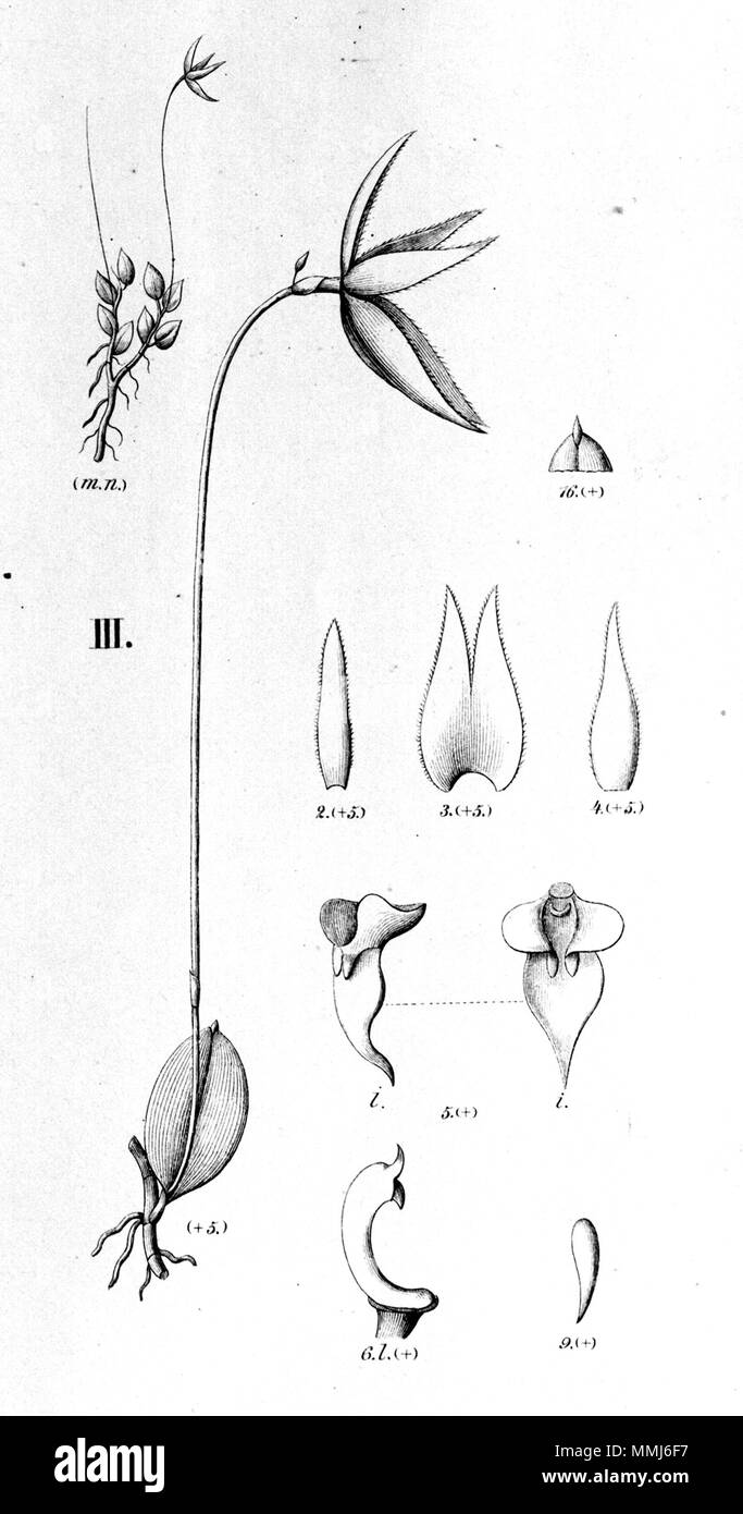 . Illustration of Barbosella gardneri (as syn. Restrepia microphylla)  . between 1893 and 1896. Alfred Cogniaux (1841 - 1916) 72 Barbosella gardneri (as Restrepia microphylla) - cutout of Fl.Br.3-4-122-fig. III Stock Photo