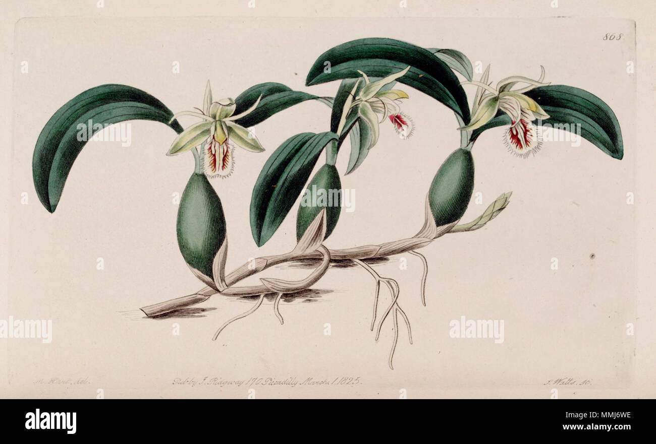 . Illustration of Coelogyne fimbriata  . 1825. Designer: M. Hart - Engraver: J. Watts Coelogyne fimbriata - Bot. Reg. 11 pl. 868 (1825) Stock Photo