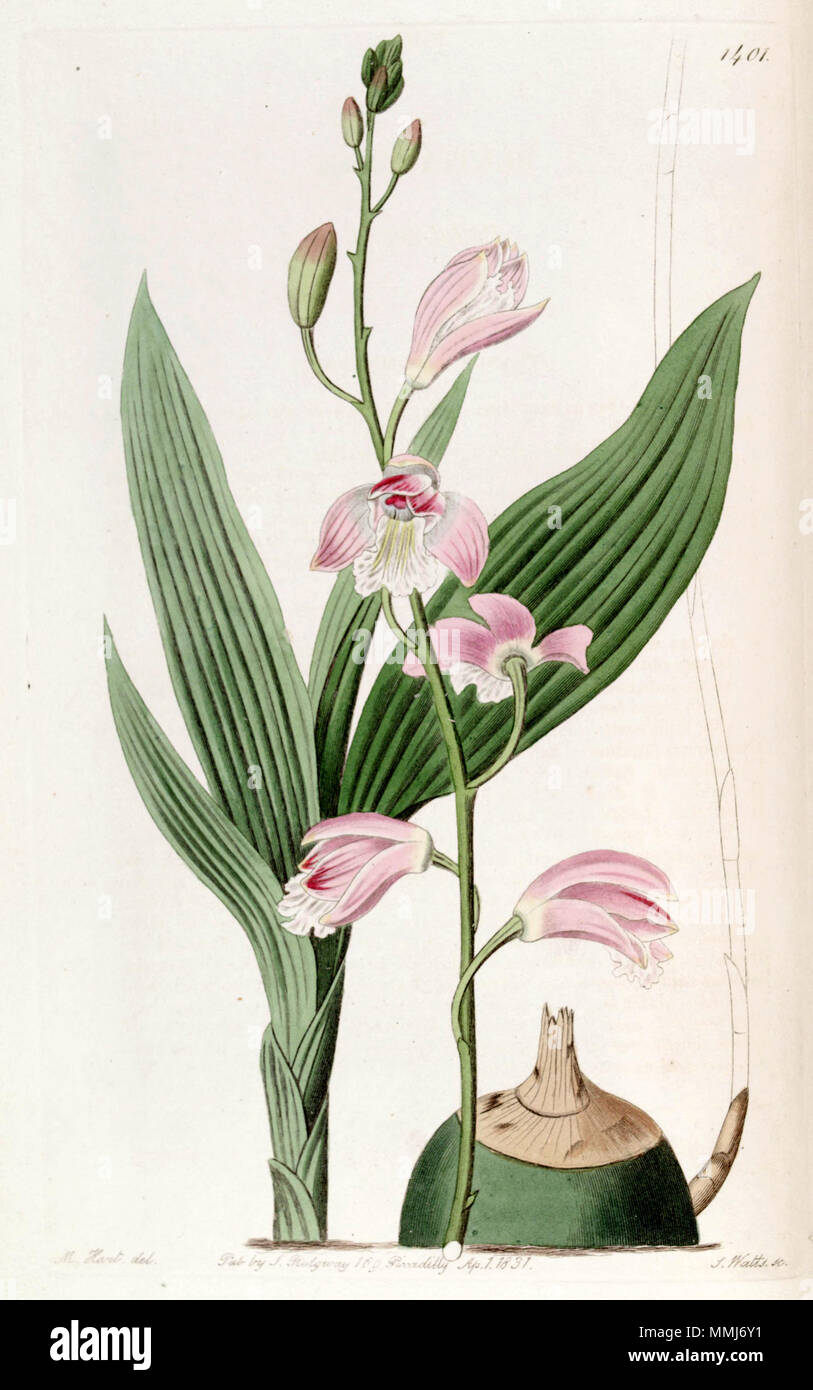 . Bletia florida  . 1831. M. Hart del., J. Watts sc. Bletia florida - Edwards vol 17 pl 1401 (1831) Stock Photo