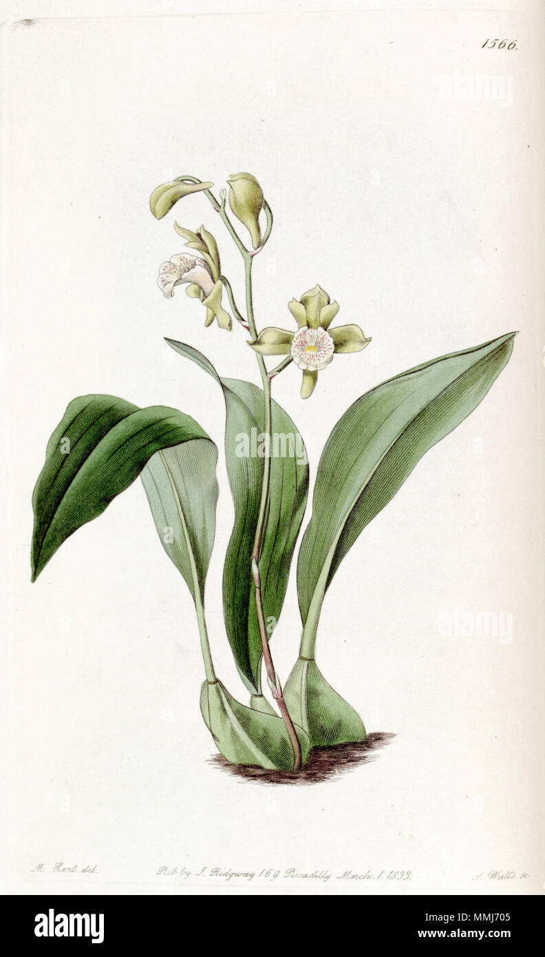 . Bifrenaria racemosa (as syn. Maxillaria racemosa)  . 1833. M. Hart del., J. Watts sc. Bifrenaria racemosa (as Maxillaria racemosa) - Edwards vol 19 pl 1566 (1833) Stock Photo