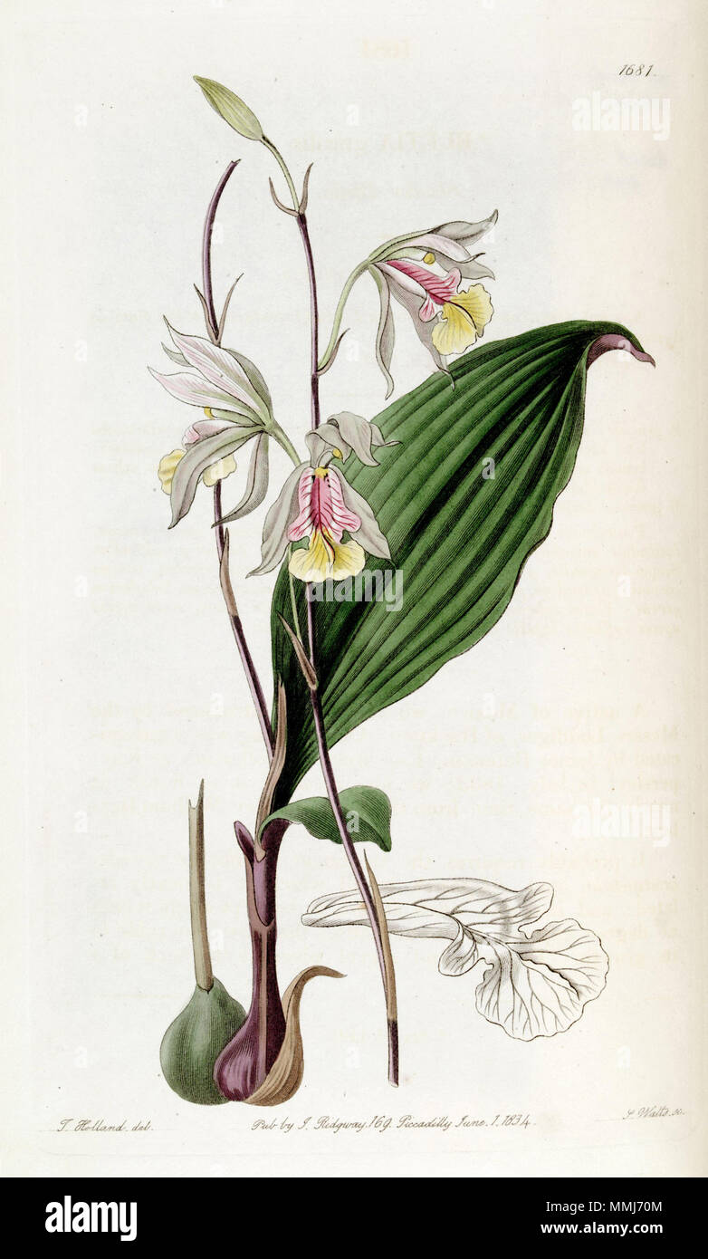 . Bletia gracilis  . 1835. Miss Drake (1803-1857) del., J. Watts sc. Bletia gracilis - Edwards vol 20 pl 1681 (1835) Stock Photo