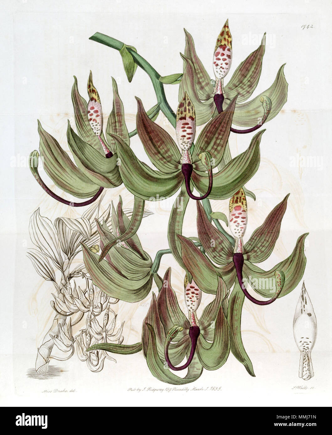 . Cycnoches loddigesii  . 1836. Miss Drake (1803-1857) del., J. Watts sc. Cycnoches loddigesii - Edwards vol 21 pl 1742 (1836) Stock Photo